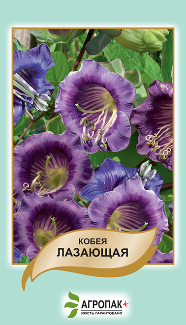 Кобея Лазаюча 10 нас